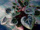 Cyclamen Persicum